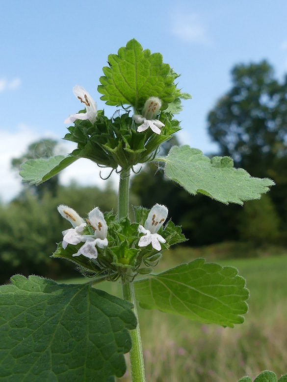 Ballota nigra meridionalis