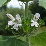 Ballota nigra meridionalis
