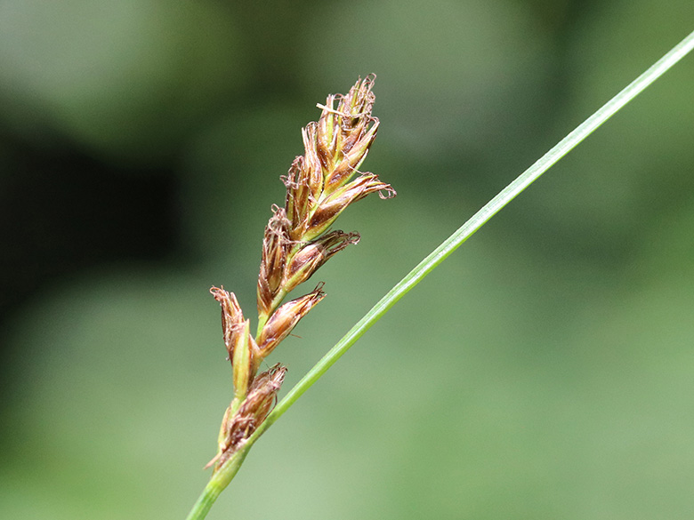 Blysmus compressus