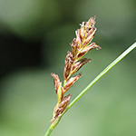 Blysmus compressus - Platthalm-Quellried