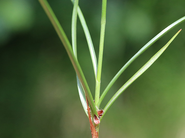 Blysmus compressus