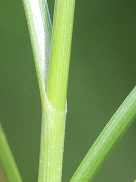 Blysmus compressus