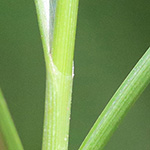 Blysmus compressus - Platthalm-Quellried