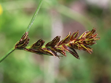Blysmus compressus