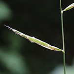 Brachypodium rupestre - Felsen-Zwenke