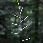 Brachypodium rupestre - Felsen-Zwenke