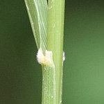 Brachypodium rupestre - Felsen-Zwenke