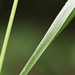 Brachypodium rupestre - Felsen-Zwenke