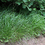 Brachypodium rupestre - Felsen-Zwenke