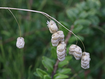 Briza maxima