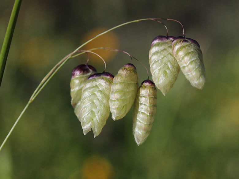Briza maxima