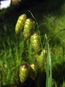Briza maxima