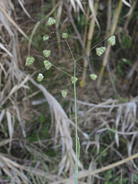 Briza minor