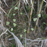 Briza minor - Kleines Zittergras
