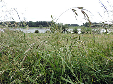 Bromus catharticus