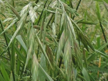 Bromus catharticus