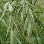 Bromus catharticus