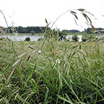 Bromus catharticus