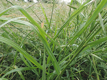 Bromus catharticus