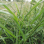 Bromus catharticus