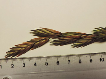 Bromus catharticus