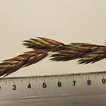 Bromus catharticus