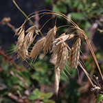 Bromus squarrosus - Sparrige Trespe