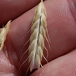 Bromus squarrosus - Sparrige Trespe