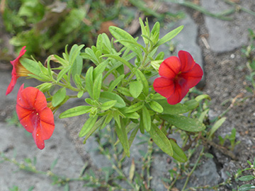 Calibrachoa hybrida