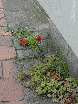 Calibrachoa hybrida