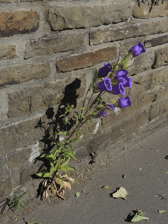Campanula medium