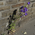 Campanula medium - Marien-Glockenblume