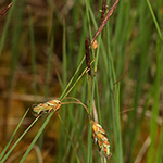 Carex limosa - Schlamm-Segge