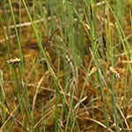 Carex limosa - Schlamm-Segge