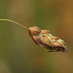 Carex limosa - Schlamm-Segge