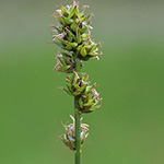Carex muricata - Sparrige Segge