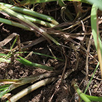 Carex muricata - Sparrige Segge