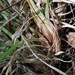 Carex umbrosa - Schatten-Segge