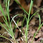 Carex umbrosa - Schatten-Segge