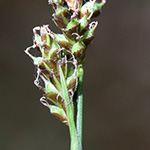 Carex umbrosa - Schatten-Segge