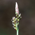 Carex umbrosa - Schatten-Segge