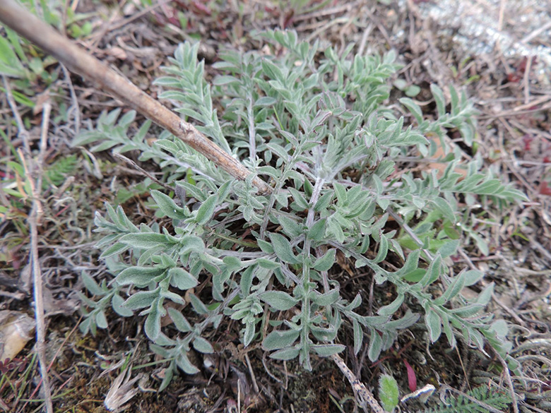 Centaurea australis