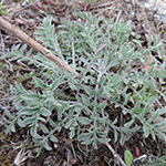 Centaurea australis - Schmalköpfige Flockenblume