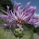 Centaurea australis - Schmalköpfige Flockenblume
