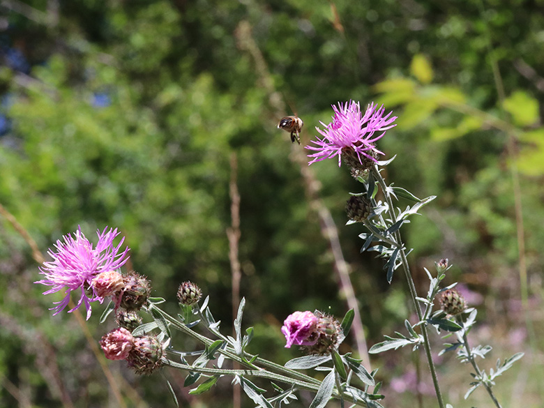 Centaurea stoebe
