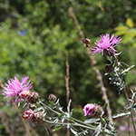Centaurea stoebe - Rhein-Flockenblume