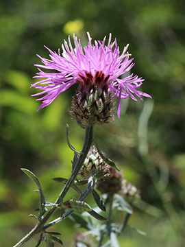 Centaurea stoebe