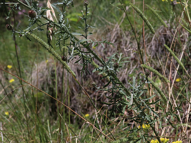 Centaurea stoebe