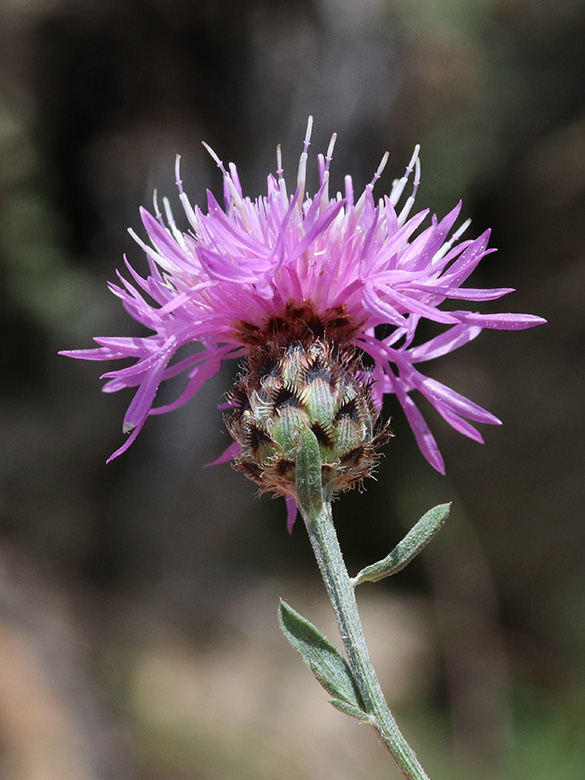 Centaurea stoebe