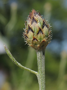 Centaurea australis